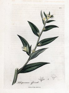 Gromwell officinale - Lithospermum officinale. Incisione a mano colorata da un