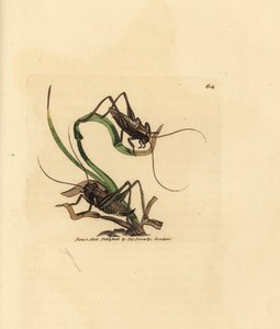 Grillo cespuglio grigio, Platycleis grisea. Incisione a mano colorata a rame di James Sowerby da The British Miscellany, o Figure colorate di soggetti animali nuovi, rari o poco conosciuti da James Sowerby