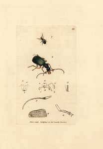 Coleottero carabide, Drypta dentata da James Sowerby