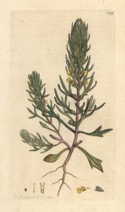 Pino di terra, Ajuga chamaepitys da James Sowerby