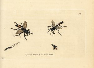 Vespa della sabbia pelosa, Podalonia hirsuta (Ammophila hirsuta)