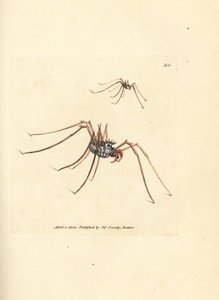 Ragno mietitore, Megabunus diadema