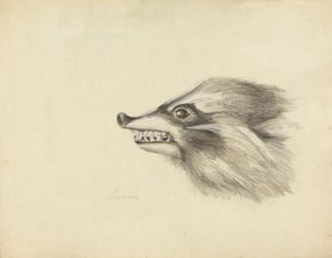 Testa di un procione da James Sowerby