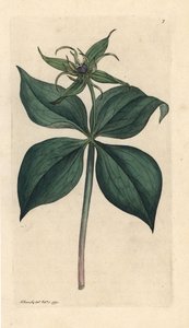 Erba Paris, Paris quadrifolia. Incisione a mano colorata su rame da un
