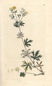 Cinquefoil argentea, Potentilla argentea. Incisione a mano colorata su rame da un