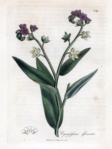Lingua di cane, Cynoglossum officinale. Incisione a mano colorata da un