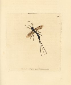Mosca Ichneumon, Rhyssa persuasoria da James Sowerby