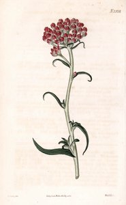 Stella immortelle