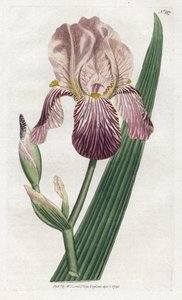 Iris con odore di sambuco da James Sowerby