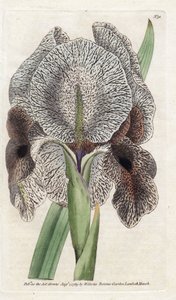 Iris di Calcedonia o Susa da James Sowerby