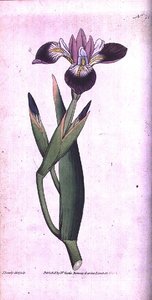Iris vericolour, tavola 21 da 