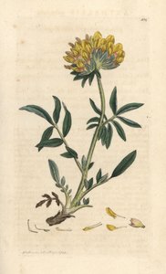 Anthyllis vulneraria