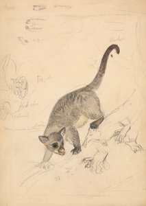 Kinkajou da James Sowerby
