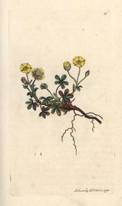 Potentilla a grandi fiori, Potentilla grandiflora. Incisione a mano colorata su rame da un
