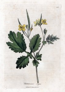 Chelidonia maggiore, Chelidonium majus. Incisione a mano colorata da un