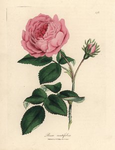 Rosa centifolia rosa grande da James Sowerby
