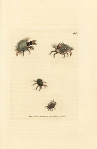 Larva di Hemerobius con lichene, con acaro, Acarus amictus e piccolo acaro del cestino, Acarus corbicula da James Sowerby