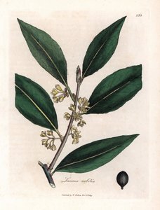 Alloro da James Sowerby