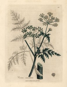 Foglie e fiori di cicuta, Conium maculatum da James Sowerby