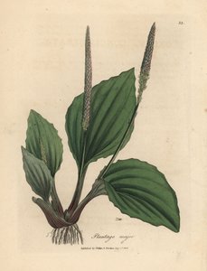 Foglie e fiori di piantaggine, Plantago major