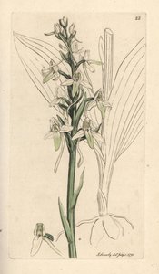 Orchidea farfalla minore, Platanthera bifolia da James Sowerby