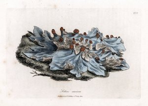 Lichene canino, Lichen caninus