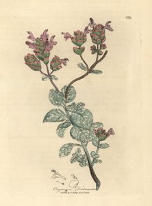 Dittamo di Creta a fiori lilla, Origanum dictamnus da James Sowerby