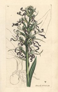 Orchidea lucertola, Himantoglossum hircinum. Incisione a mano colorata su rame dopo un