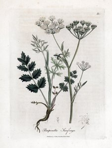 Sassifraga bruciata - Pimpinella saxifraga. Incisione a mano colorata su rame da un
