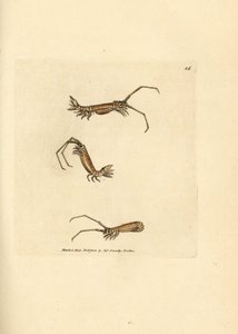 Isopode a corna lunghe, Astacilla longicornis (Oniscus longicornis)