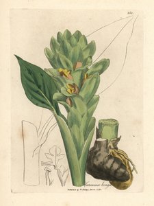 Curcuma longa da James Sowerby