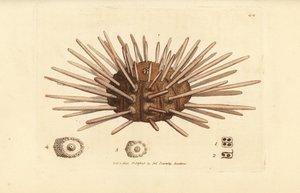 Riccio di mare a spine lunghe, Cidaris cidaris (Echinus cidaris) da James Sowerby