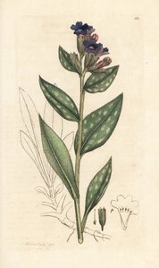 Polmonaria, Pulmonaria officinalis. Incisione a mano colorata su rame da un
