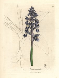 Orchidea maschio, Orchis mascula da James Sowerby
