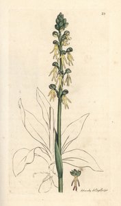 Orchidea uomo, Orchis anthropophora. Incisione a mano colorata su rame da un