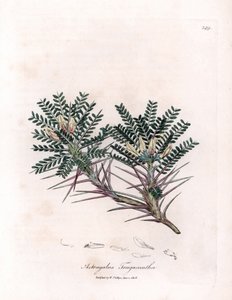 Astragalo di Marsiglia - Astragalus tragacantha. Incisione a mano colorata da un