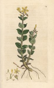 Iperico delle paludi, Hypericum elodes da James Sowerby