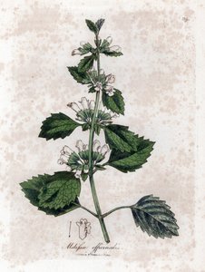 Melissa officinalis. Incisione a mano colorata da un