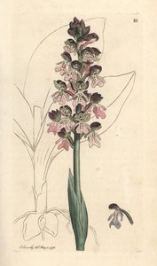 Orchidea militare, Orchis militaris Incisione a mano colorata da un