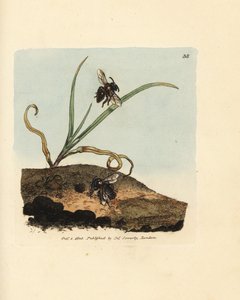 Ape mineraria, Andrena nigroaenea (Melitta nigro-aenea)
