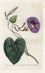 Ipomea. Litografia di James Sowerby (1757-1822), dal 