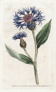 Centaurea montana o Mirtillo perenne da James Sowerby