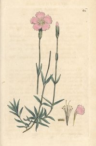 Dianthus caesius da James Sowerby