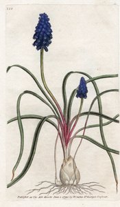 Muscari a grappolo o muscari negligente - Litografia di James Sowerby (1757-1822), dal 