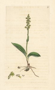 Orchidea muschiata, Herminium monorchis da James Sowerby