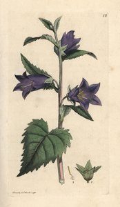 Campanula a foglie di ortica, Campanula trachelium da James Sowerby