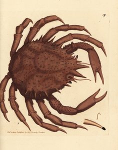Granchio reale di Norvegia, Lithodes maja