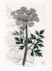 Oenanthe crocata da James Sowerby