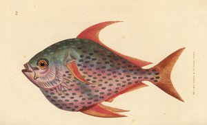 Pesce luna, Lampris guttatus. Incisione a mano colorata a rame di James Sowerby da The British Miscellany, o Figure colorate di soggetti animali nuovi, rari o poco conosciuti