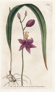 Orchidea: calopogon tuberosus da James Sowerby